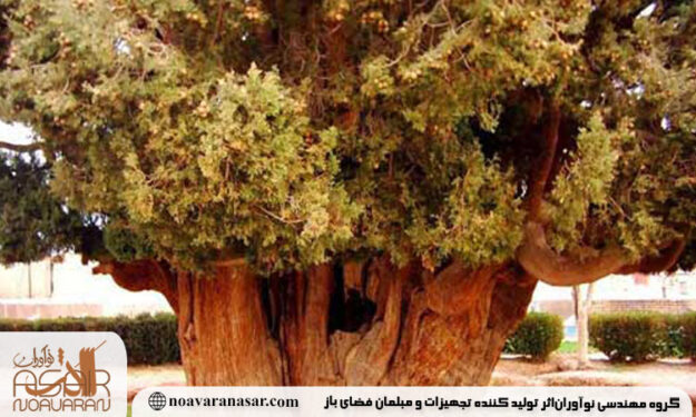 5 تا از قدیمی‌ترین درختان ایران