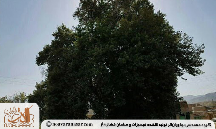 درختان ارس کهنسال (استانهای البرز، خراسان شمالی، سمنان): جنگلهایی از زمانهای دور