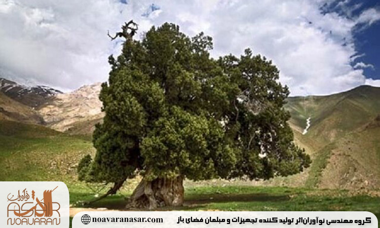 چنار کیذقان سبزوار (استان خراسان رضوی): ستون استوار یک روستای کهن