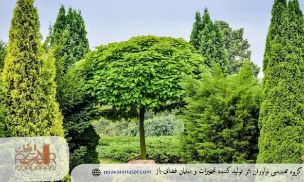 درختان همیشه سبز درختان همیشه سبز