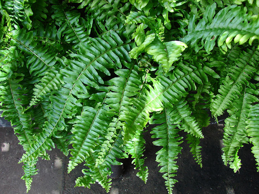 گیاهان مناسب دیوار سبز (گرین وال) - سرخس برگ شمشیری