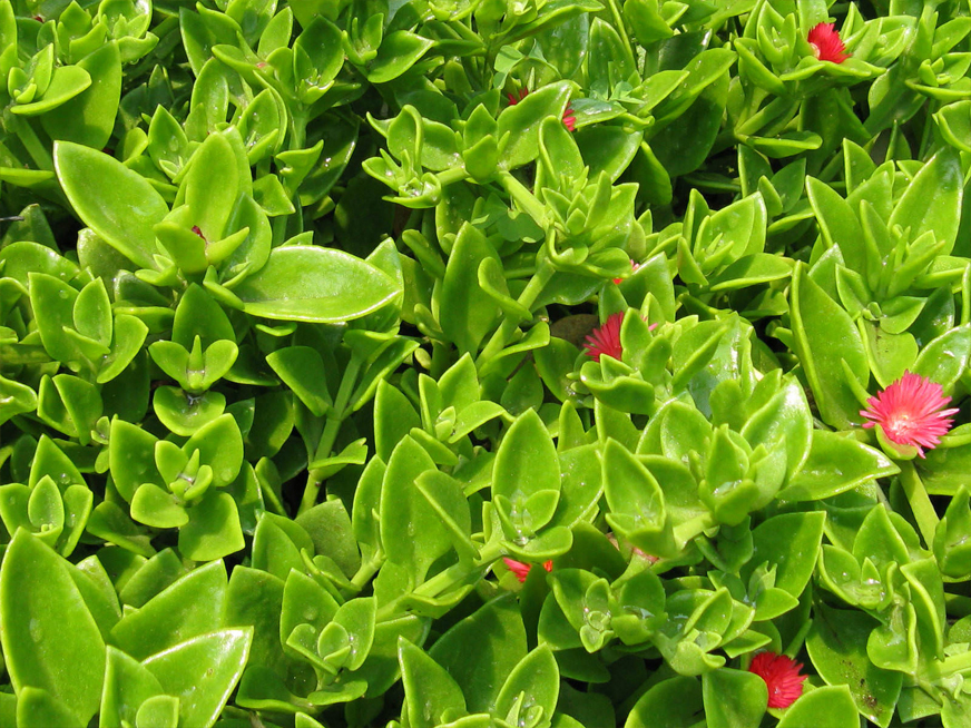 گیاهان مناسب دیوار سبز (گرین وال)