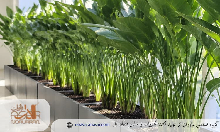 گیاه پرنده بهشتی