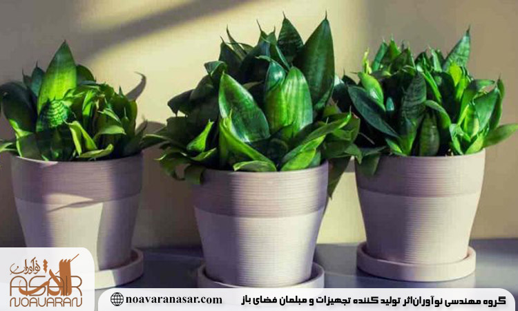 گل برای فلاور باکس